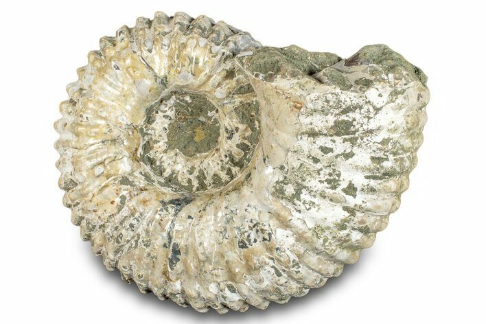 Bumpy Ammonite (Douvilleiceras) Fossil - Madagascar #277175